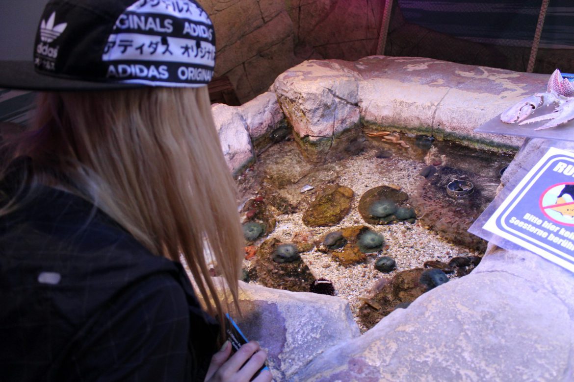 Sea life