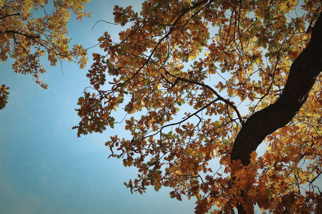 ORANGES HERBST OUTFIT