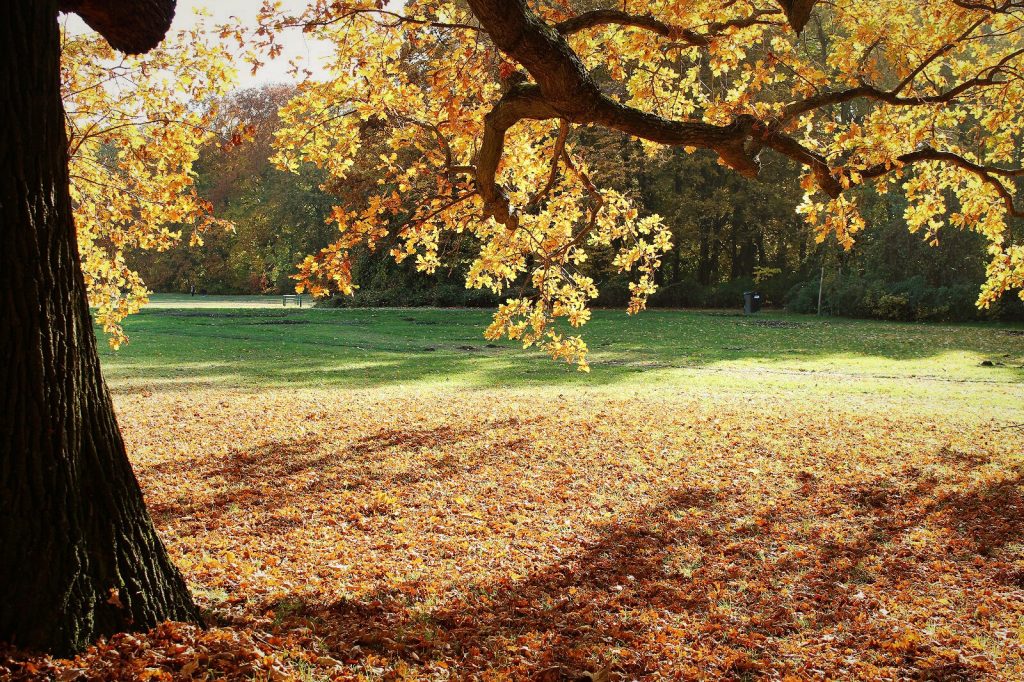 ORANGES HERBST OUTFIT