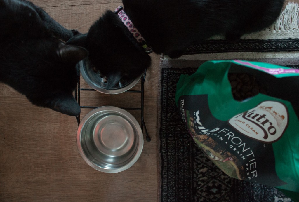 NUTRO CLEAN FEEDING - THE NEW FEED CONCEPT FOR CATS