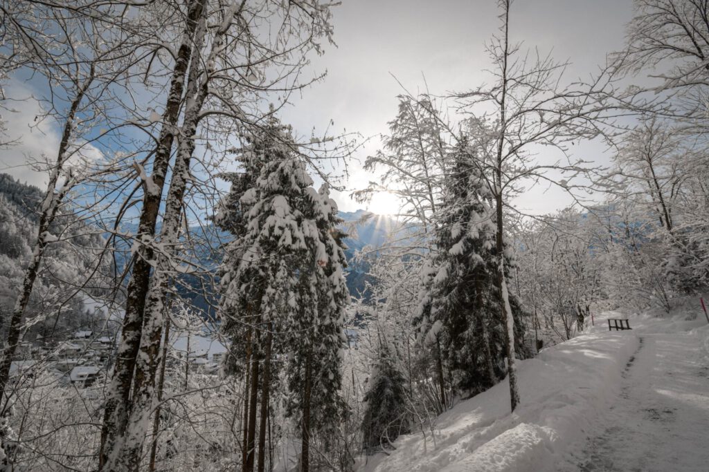 Engelberg Wald