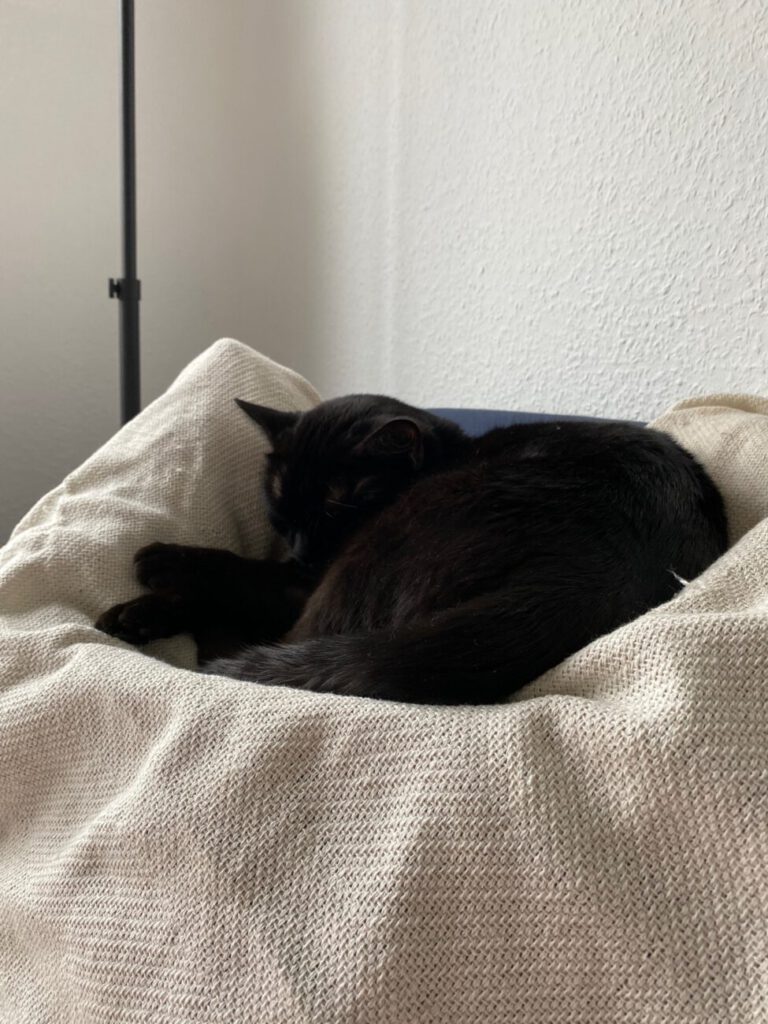 meine katze