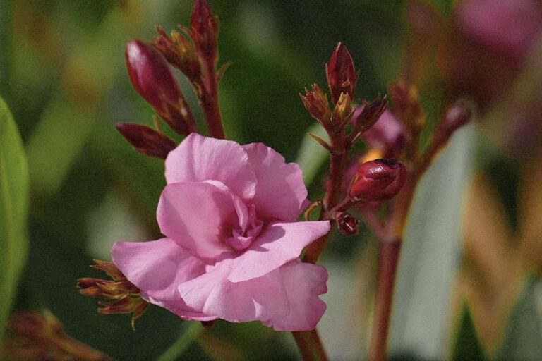 Venice Flowers